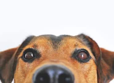 Dog Starts Fire in Oxfordshire Home