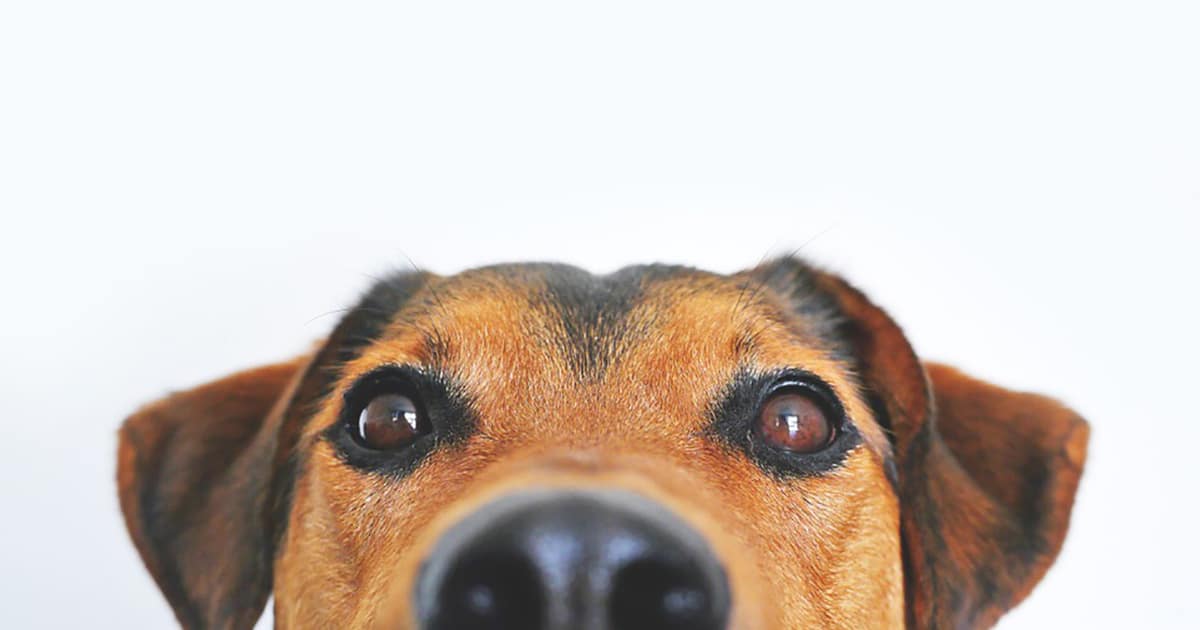 Dog Starts Fire in Oxfordshire Home
