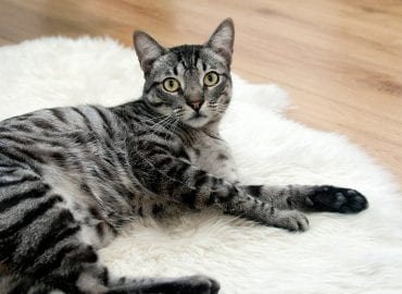 Could Your Pet Start a House Fire