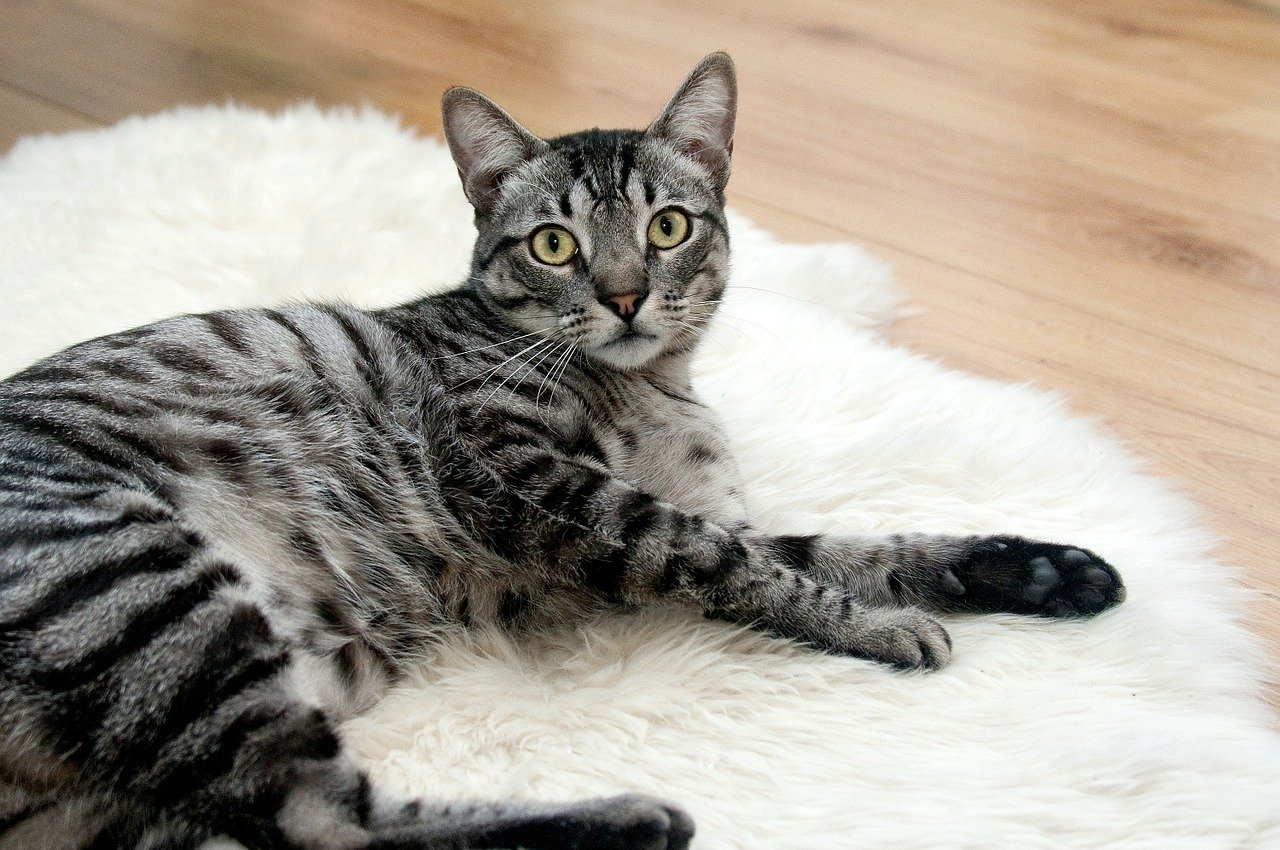 Could Your Pet Start a House Fire