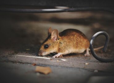 house mouse