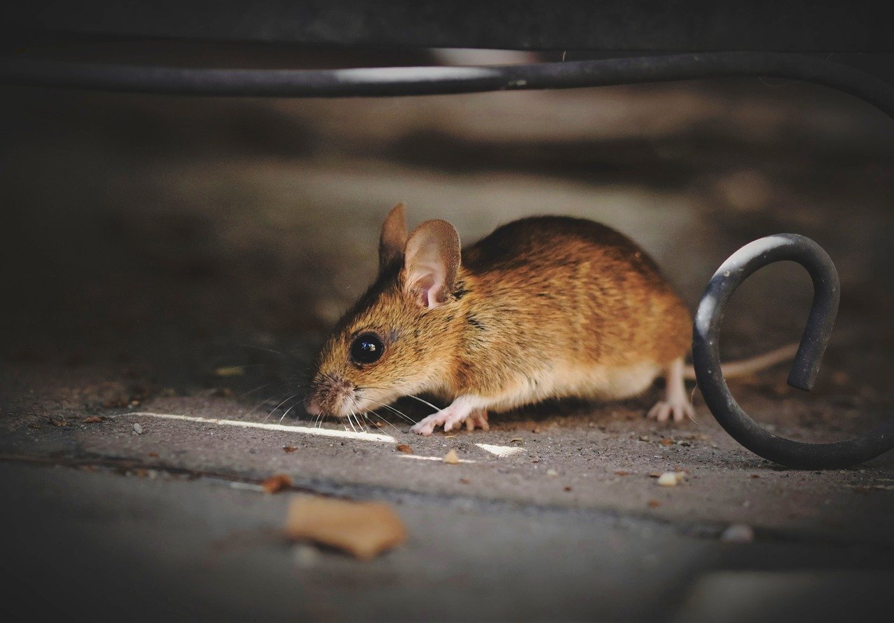 house mouse